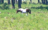 PICTURES/Chincoteague Island/t_Chincoteague Ponies11.jpg